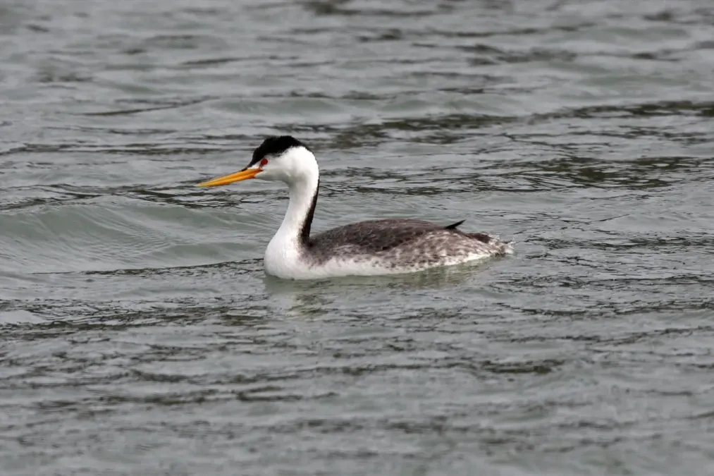 File:Clarks Grebe (Aechmophorus clarkii) (6383395021).jpg