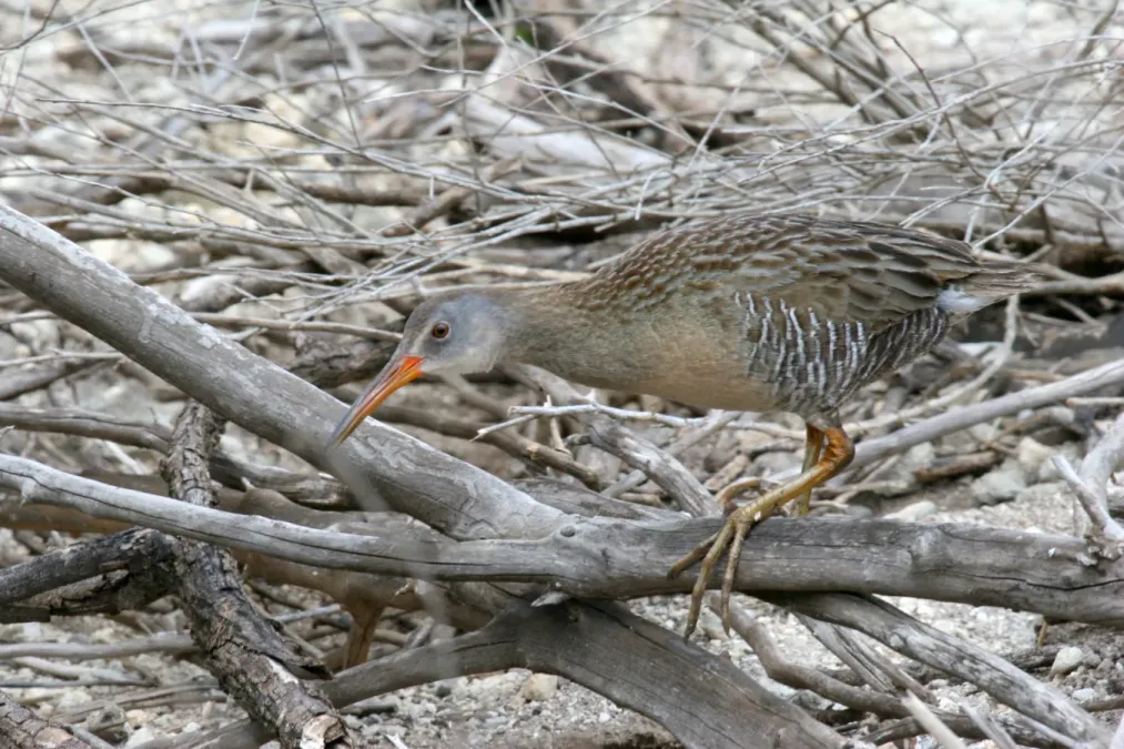 File:Clapper Rail (Rallus crepitans) (6383392837).jpg