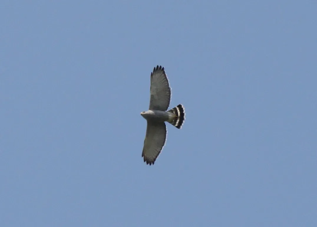 File:Gray Hawk (Buteo plagiatus) (5912313714).jpg