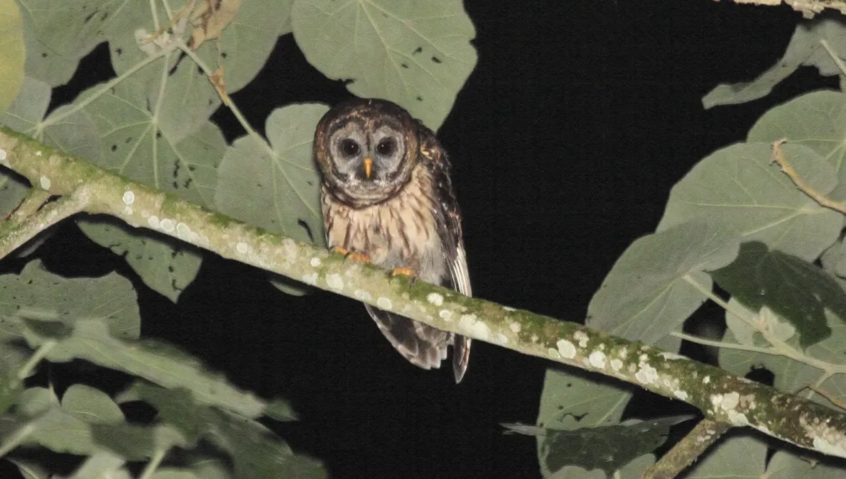 File:Fulvous Owl (Strix fulvescens) (5957075195).jpg