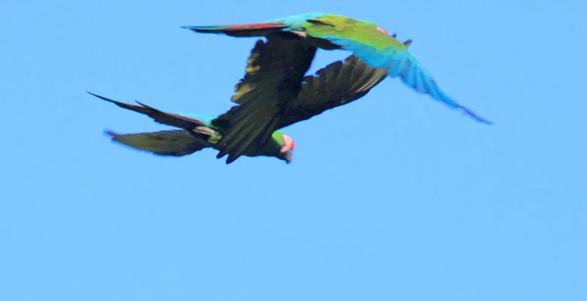 File:Military Macaw (Ara militaris) (5912310266).jpg