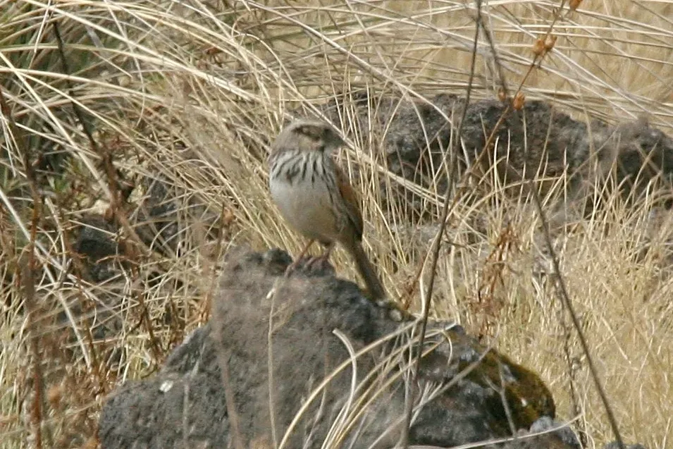 File:Sierra Madre Sparrow (Xenospiza baileyi) (5911746921).jpg