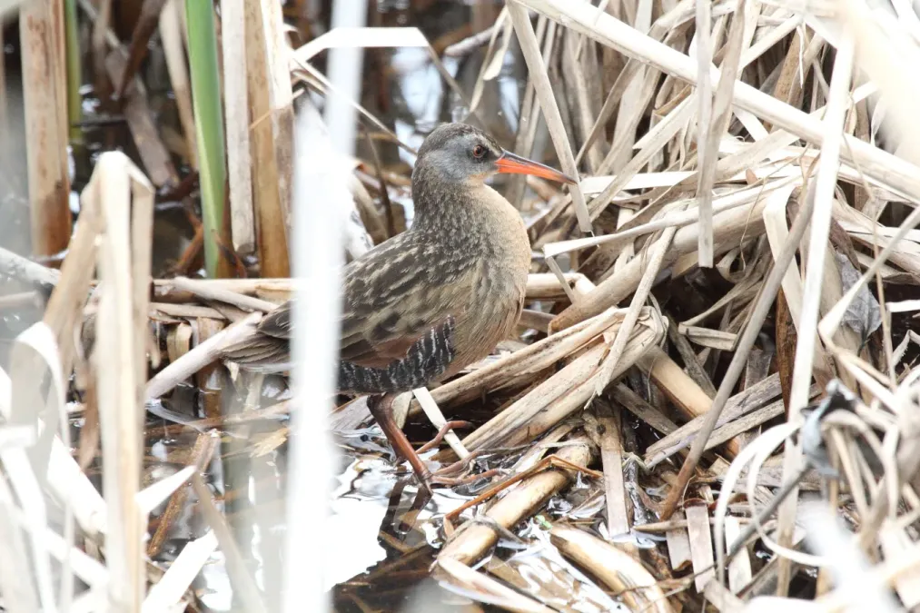 File:Virginia Rail (Rallus limicola) (5821965911).jpg