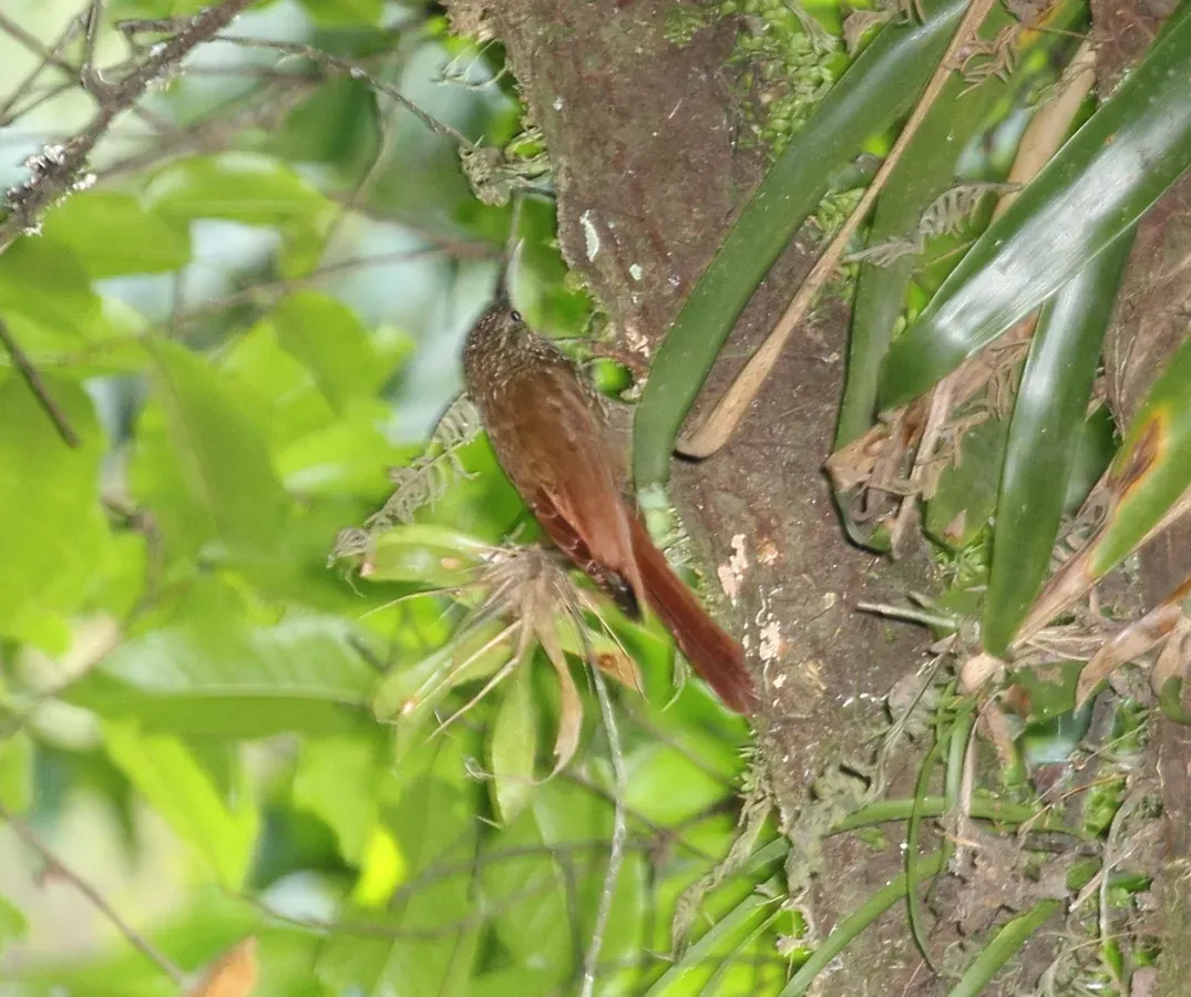 File:Spot-crowned Woodcreeper (Lepidocolaptes affinis) (5799145401).jpg