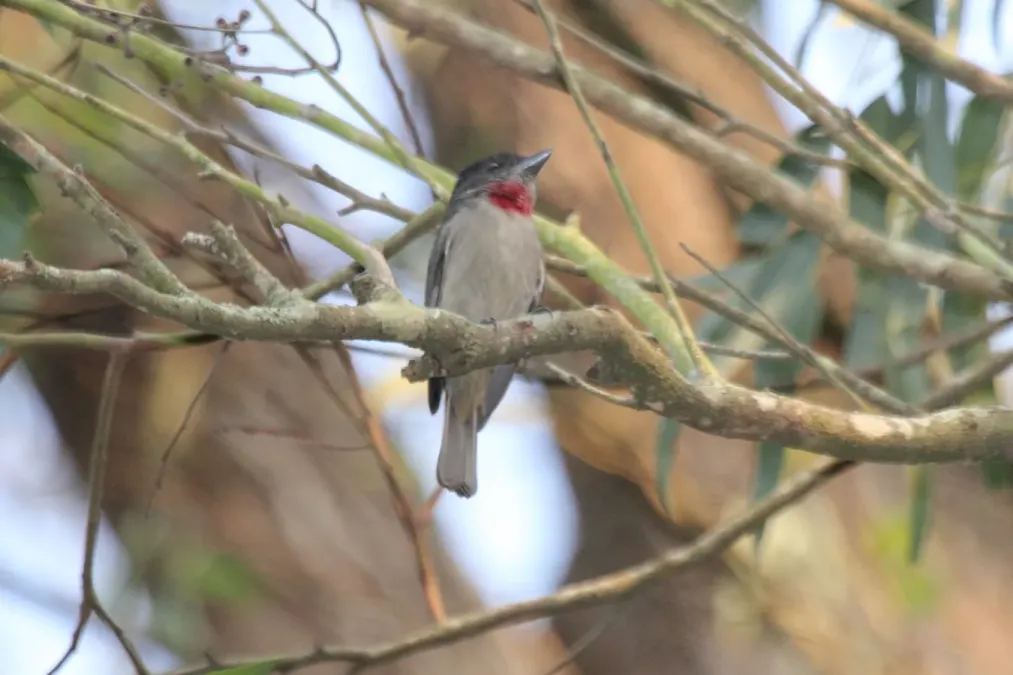 File:Rose-throated Becard (Pachyramphus aglaiae) (5799693872).jpg