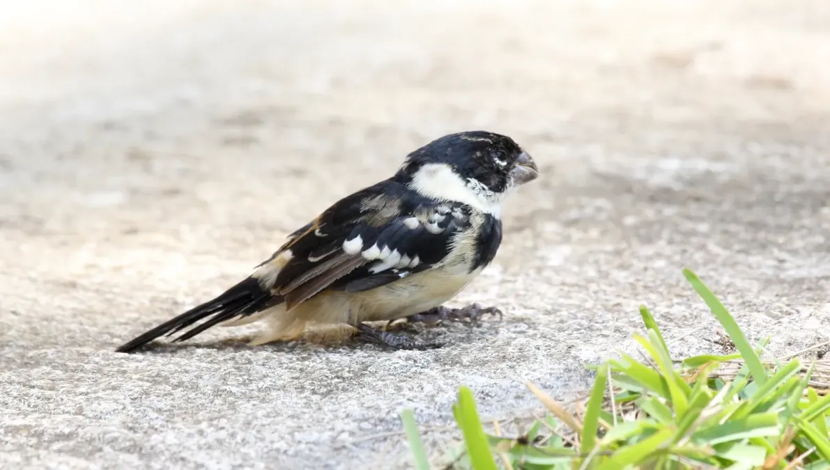 File:Morelet's Seedeater (Sporophila morelleti), Purulha, Guatemala (5783817166).jpg