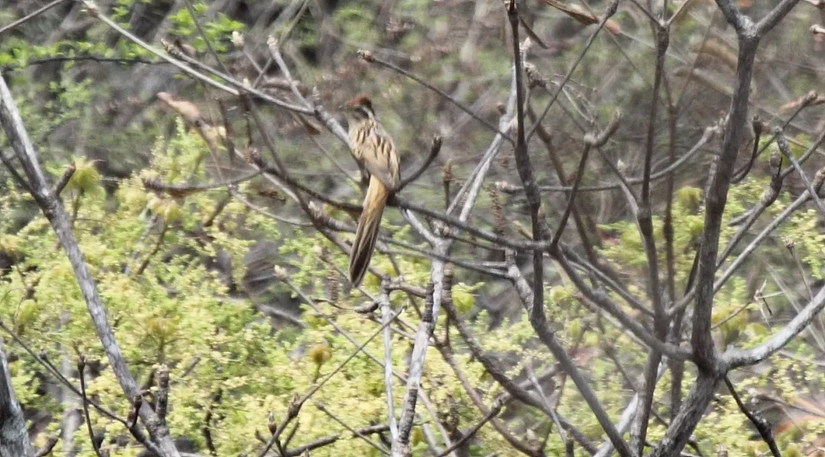 File:Striped Cuckoo (Tapera naevia) (5783803220).jpg