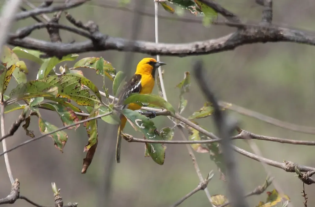 File:Streak-backed Oriole (Icterus pustulatus) (5783247431).jpg