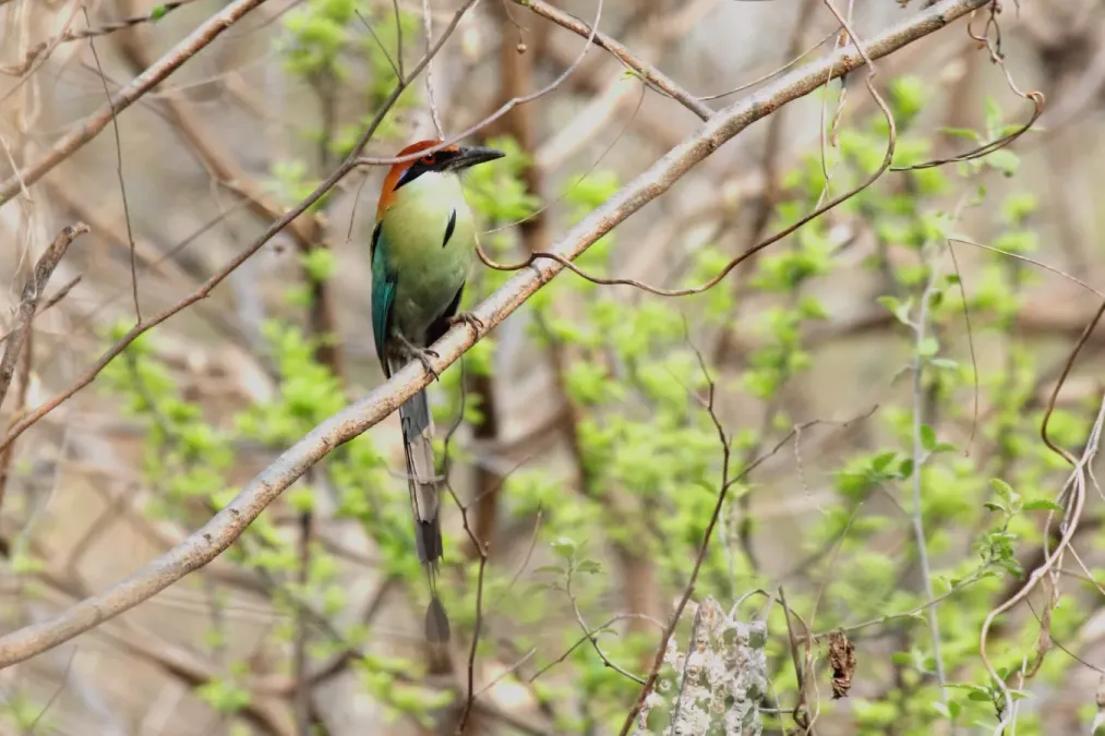File:Russet-crowned Motmot (Momotus mexicanus) (5783242877).jpg