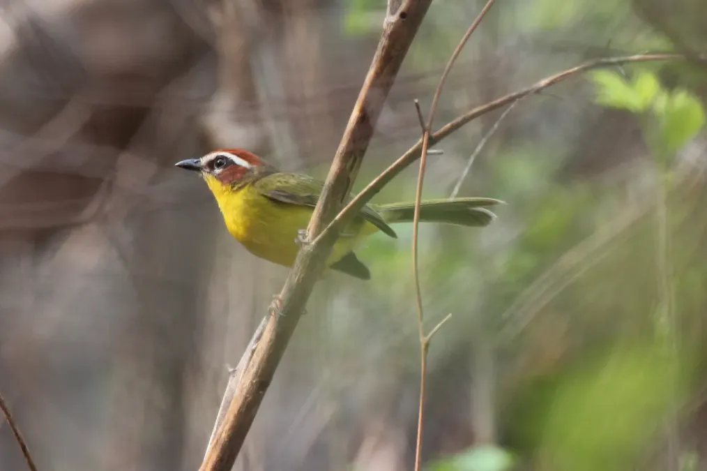 File:Rufous-capped Warbler (Basileuterus rufifrons delattrii) (5783245879).jpg
