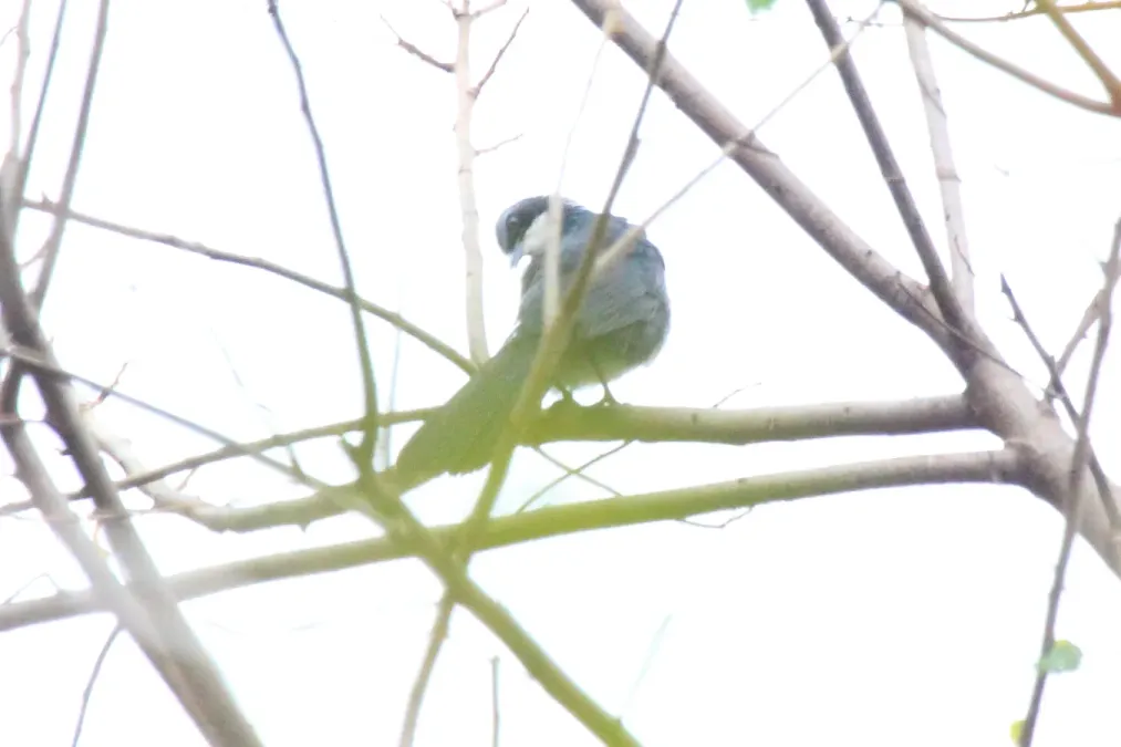 File:Blue & White Mockingbird (Melanotis hypoleucus) (5783234141).jpg