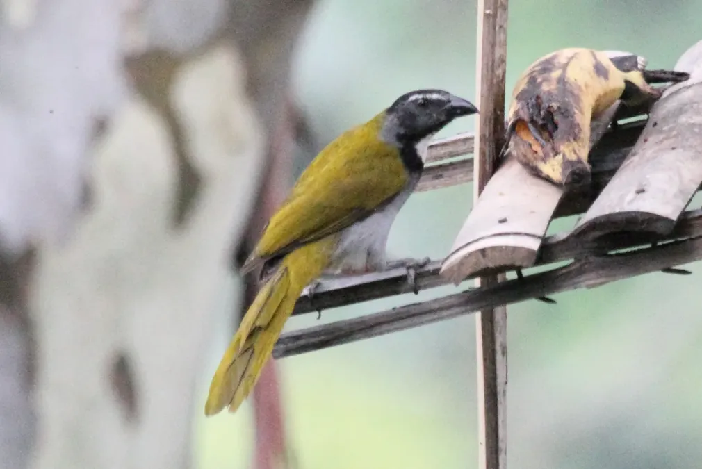 File:Black-headed Saltator (Saltator atriceps) (5783212415).jpg
