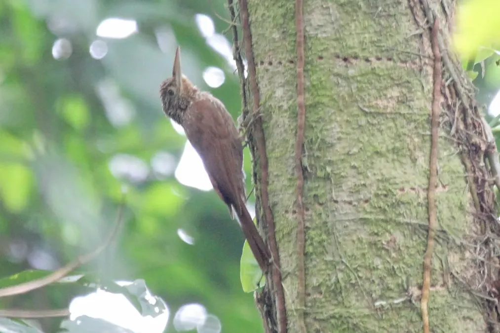 File:Ivory-billed Woodcreeper (Xiphorhynchus flavigaster) (5783203407).jpg