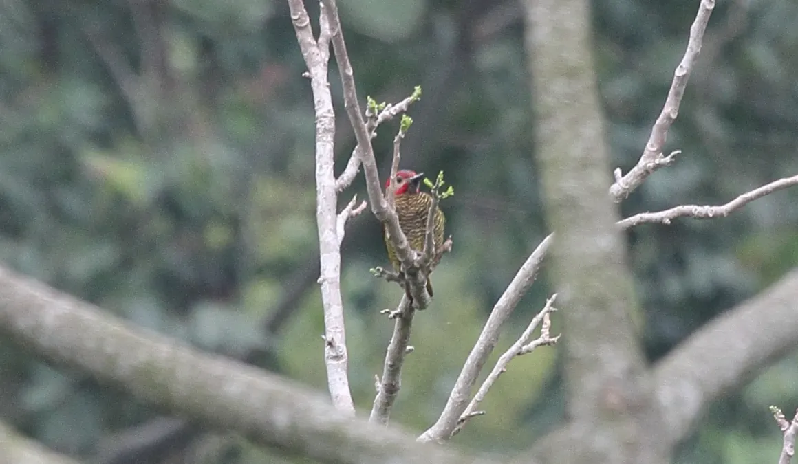 File:Golden-olive Woodpecker (Colaptes rubiginosus) (5783205547).jpg