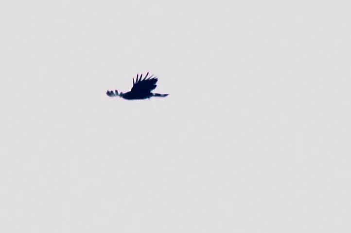 File:Black Hawk-Eagle (Spizaetus tyrannus) (5783753056).jpg