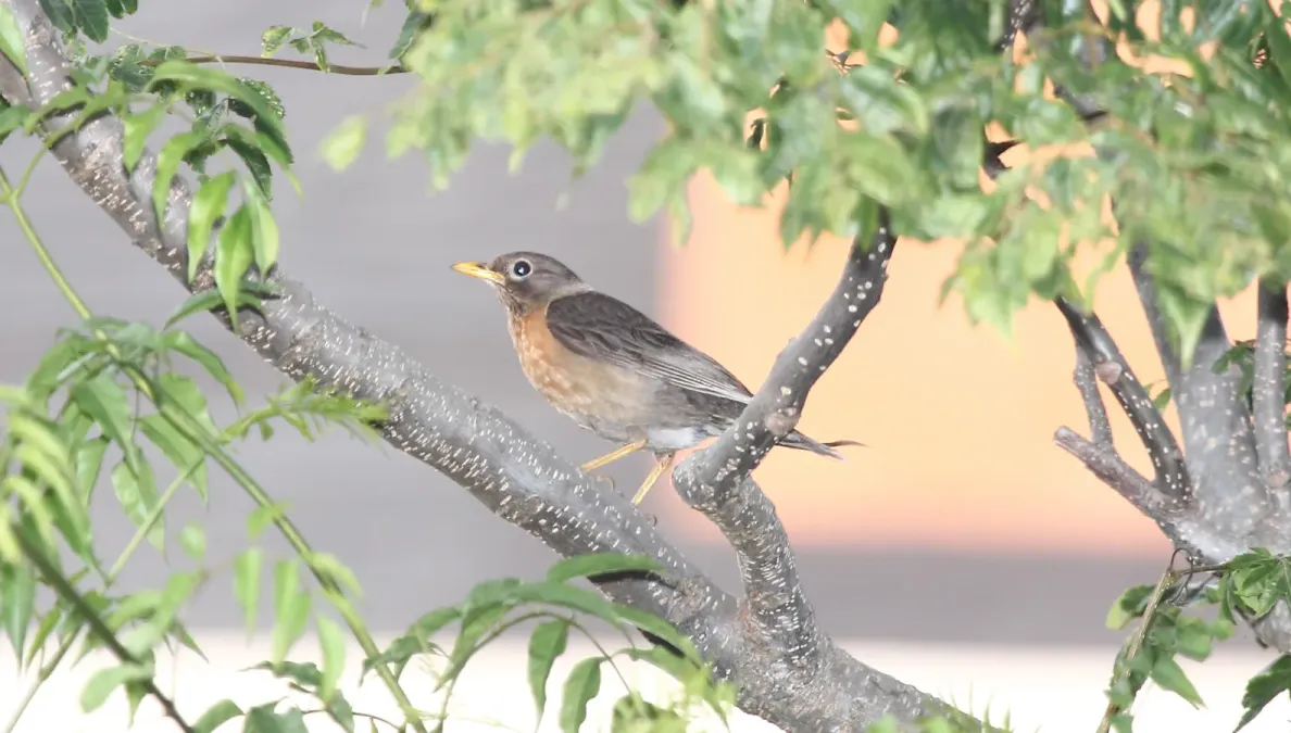 File:Rufous-collared Thrush (Turdus rufitorques) female (5783737608).jpg