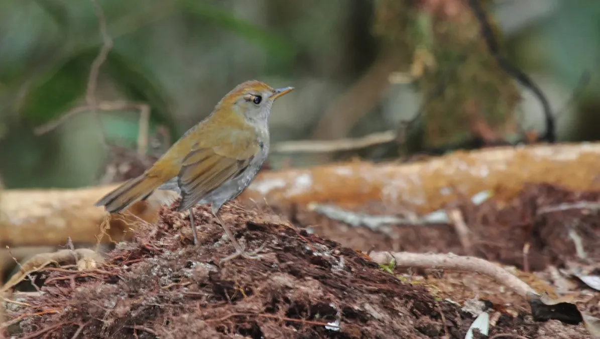 File:Ruddy-capped Nightingale-Thrush (Catharus frantzii) (5771963171).jpg