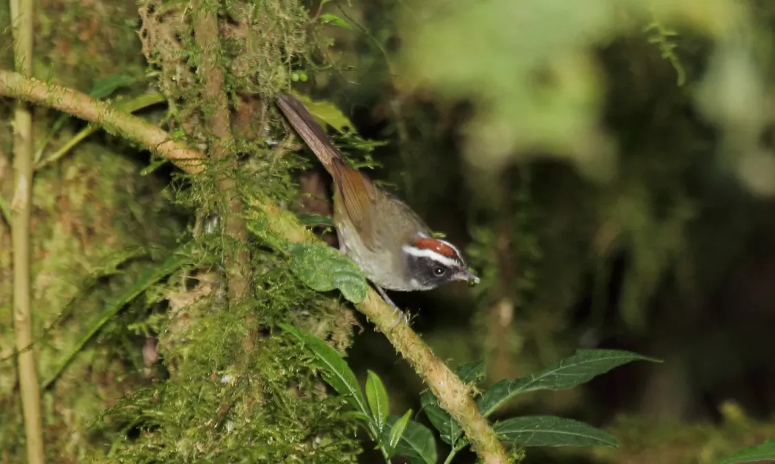 File:Black-cheeked Warbler (Basileuterus melanogenys) (5771953167).jpg