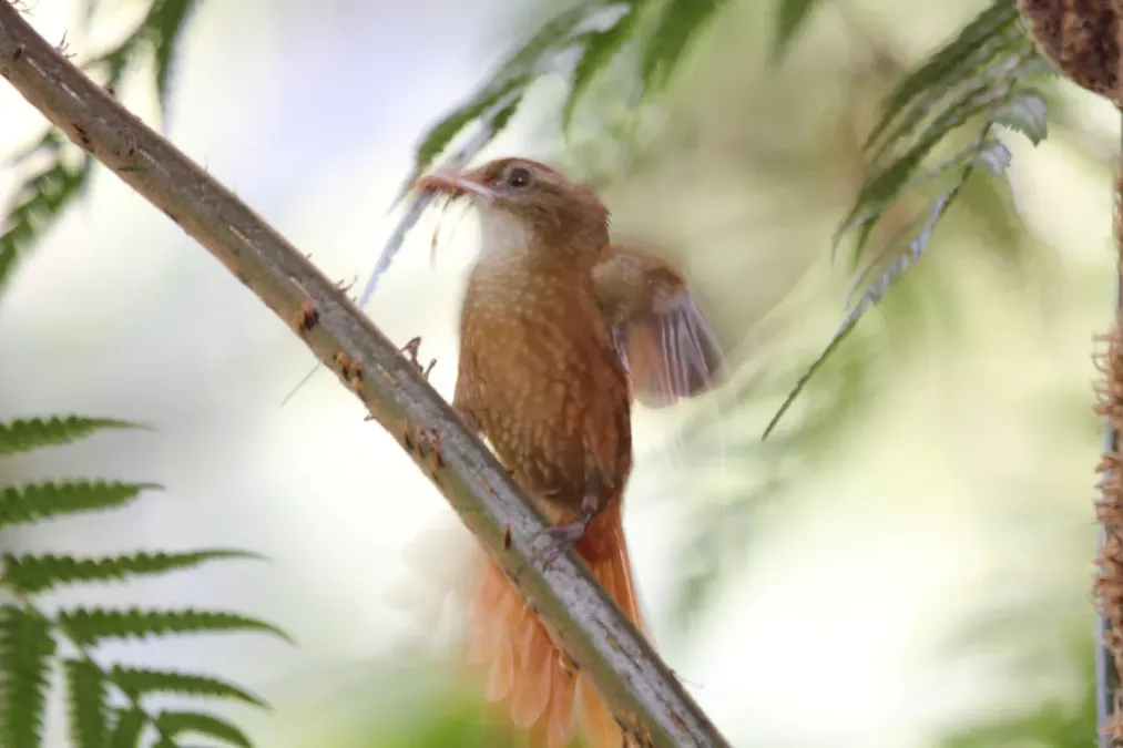 File:Ruddy Treerunner (Margarornis rubiginosus) (5772490926).jpg