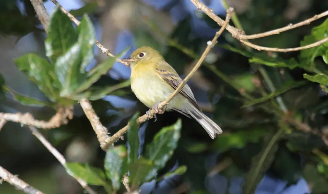 File:Yellowish Flycatcher (Empidonax flavescens) (5772486086).jpg