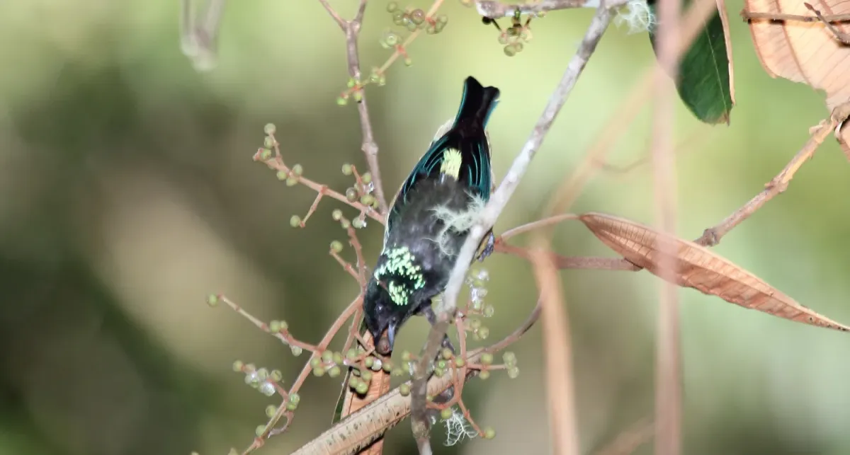 File:Spangle-cheeked Tanager (Tangara dowii) (5771942895).jpg