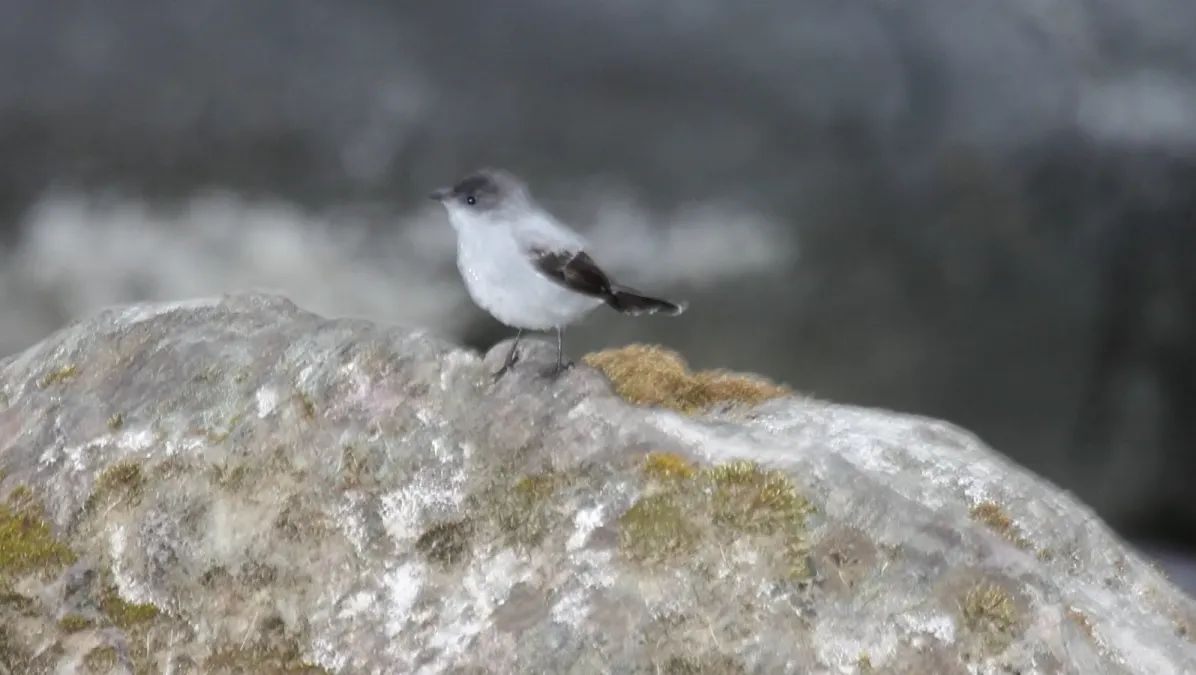 File:Torrent Tyrannulet (Serpophaga cinerea) (5772477562).jpg