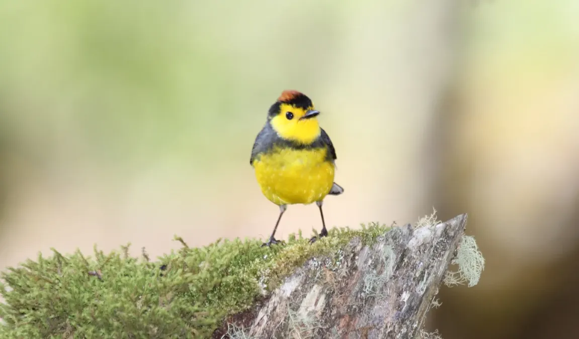 File:Collared Redstart (Myioborus torquatus) (5772475104).jpg