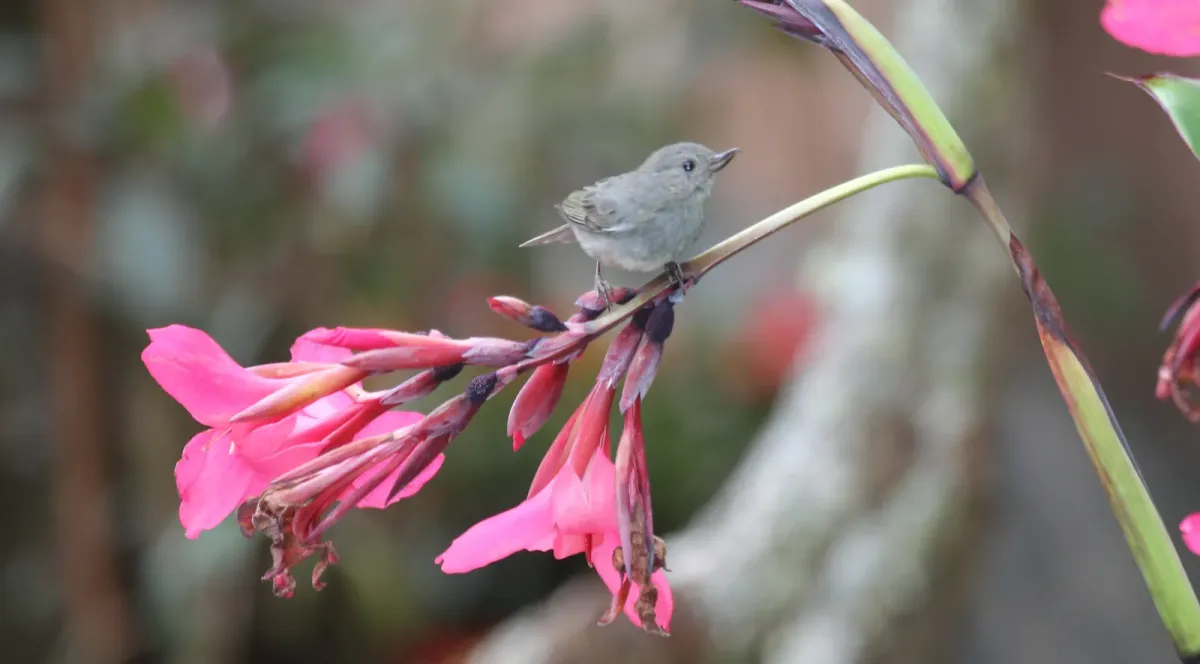 File:Slaty Flowerpiercer (Diglossa plumbea) (5771932119).jpg
