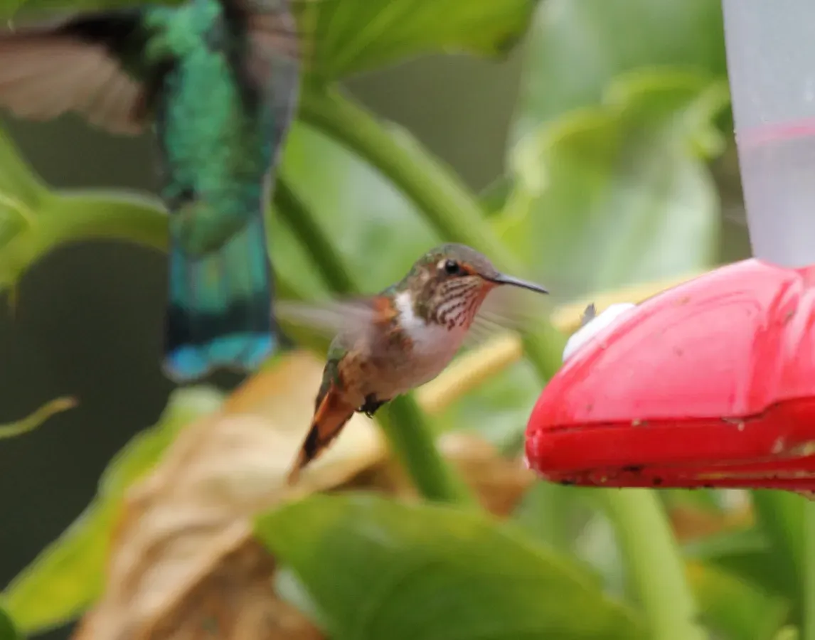 File:Scintillant Hummingbird (Selasphorus scintilla) (5772468686).jpg