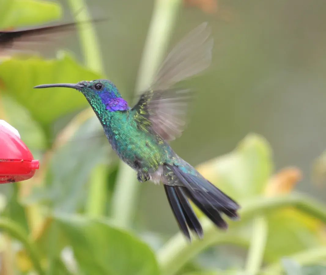 File:Green Violetear (Colibri thalassinus) (5771930755).jpg