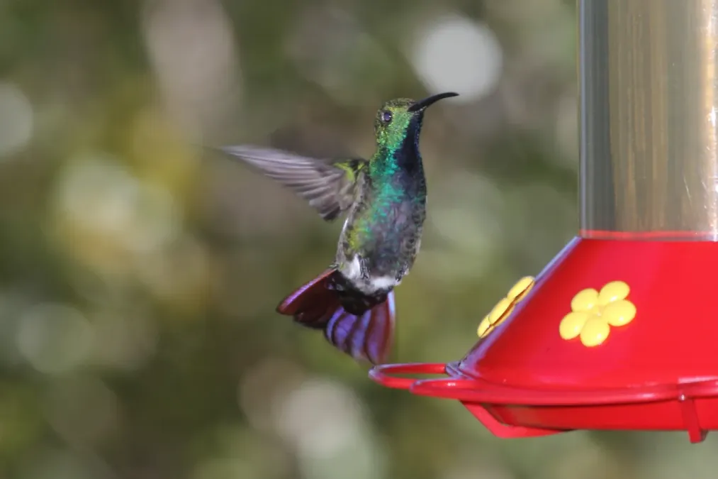 File:Green-breasted Mango (Anthracothorax prevostii) (5771923445).jpg