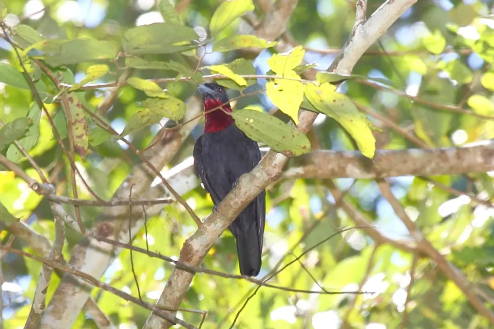 File:Purple-throated Fruitcrow (Querula purpurata) (5771915595).jpg