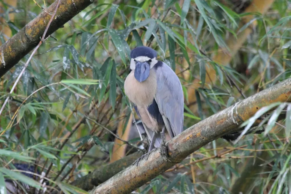 File:Boat-billed Heron (Cochlearius cochlearius) (5772432732).jpg