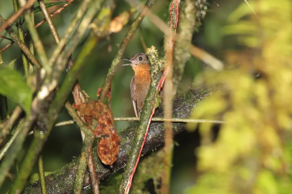 File:Tawny-throated Leaftosser (Sclerurus mexicanus) (5771861551).jpg