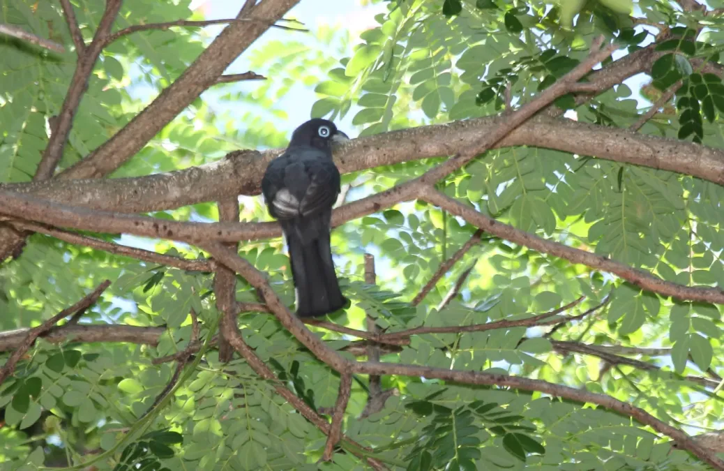 File:Black-Headed Trogon (Trogon melanocephalus) (5772386838).jpg