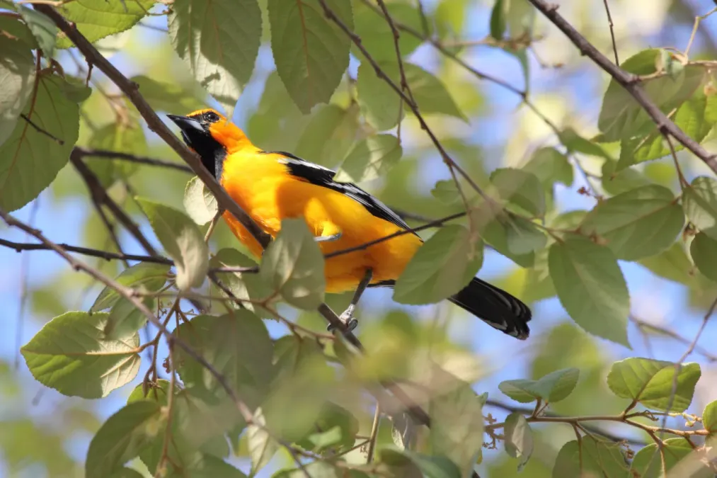 File:Streak-backed Oriole (Icterus pustulatus) (5771834443).jpg