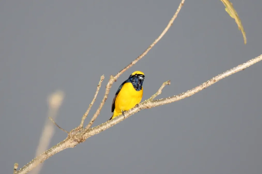 File:Yellow-crowned Euphonia (Euphonia luteicapilla) (5771822921).jpg