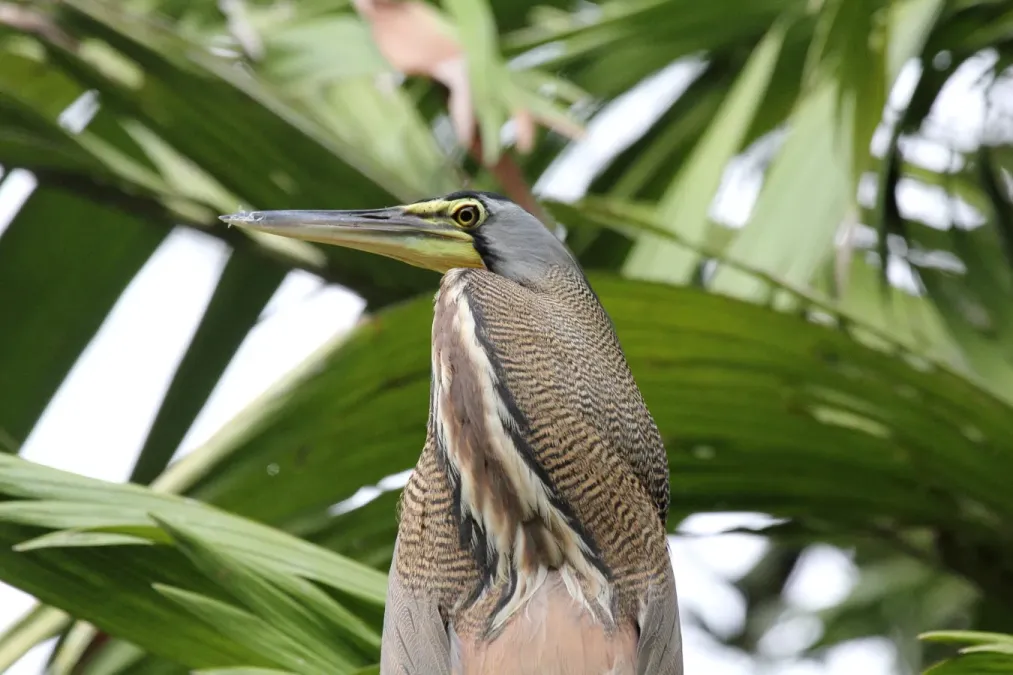 File:Bare-throated Tiger-Heron (Tigrisoma mexicanum) (5772348332).jpg