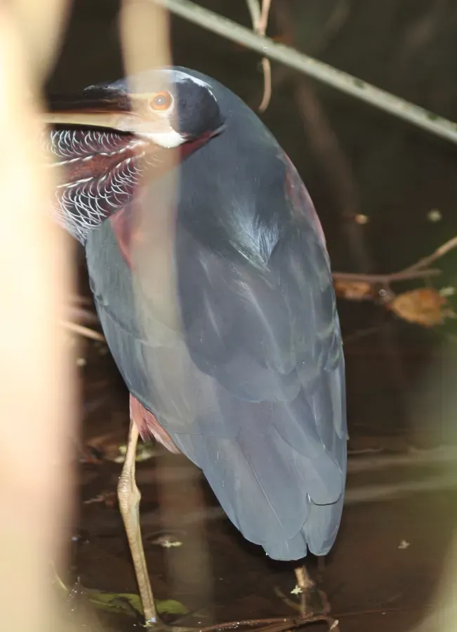 File:Agami Heron (Agamia agami) (5772352942).jpg