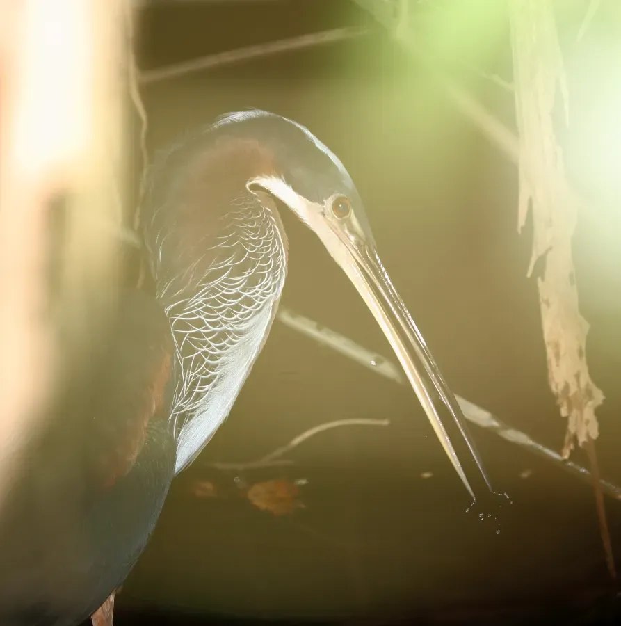 File:Agami Heron (Agamia agami) (5772351588).jpg