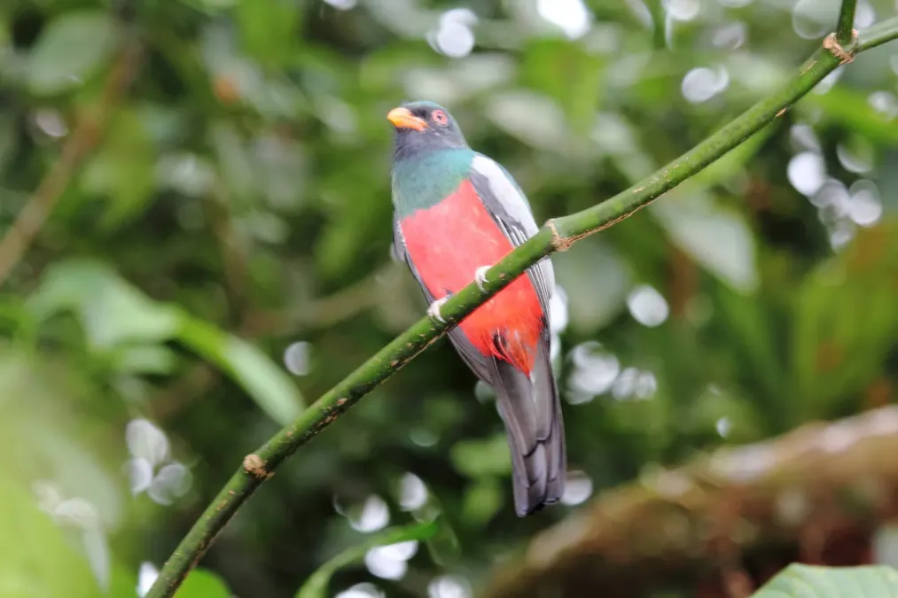 File:Slaty-Tailed Trogon (Trogon massena) (5772342928).jpg