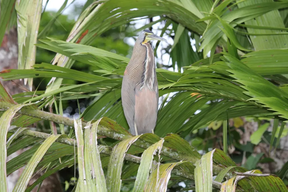 File:Bare-throated Tiger-Heron (Tigrisoma mexicanum) (5771805689).jpg