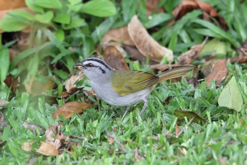 File:Black-striped Sparrow (Arremonops conirostris) (5772332392).jpg