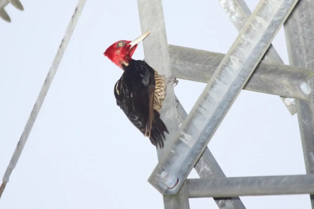 File:Pale-billed Woodpecker (Campephilus guatemalensis) (5772328180).jpg