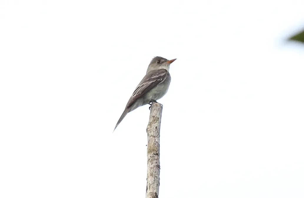 File:Tropical Pewee (Contopus cinereus) (5772325732).jpg