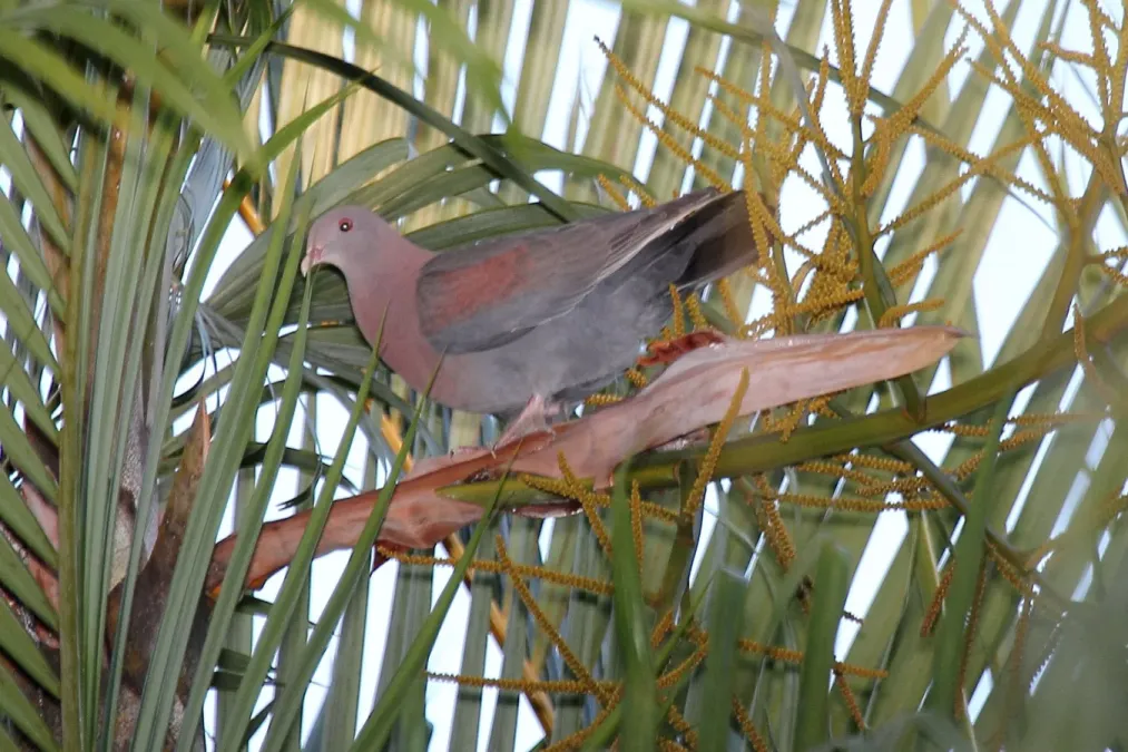 File:Red-billed Pigeon (Patagioenas flavirostris) (5772324878).jpg