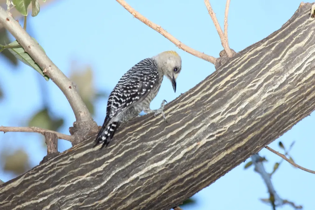 File:Hoffmanns Woodpecker (Melanerpes hoffmannii) (5772324368).jpg