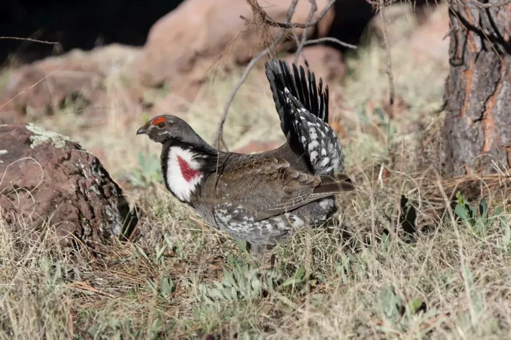File:Dusky Grouse (Dendragapus obscurus) (5752051489).jpg