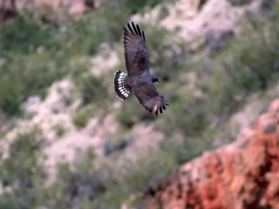 File:Zone-tailed Hawk (Buteo albonotatus) (5270794389).jpg