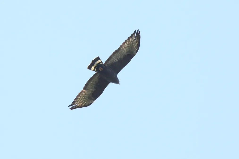 File:Zone-tailed Hawk (Buteo albonotatus) (5271394938).jpg